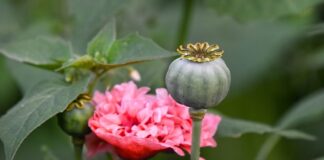 Jaki jest najdroższy narkotyk na świecie?