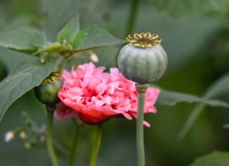 Jaki jest najdroższy narkotyk na świecie?