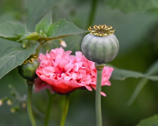 Jaki jest najdroższy narkotyk na świecie?