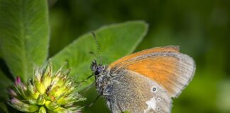 Co daje picie gliceryny?