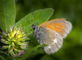 Czy gliceryna i parafina to to samo?