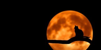 Jak zrobić domowe środki czystości?