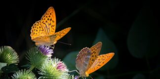 Jak zrobić masy plastyczne?