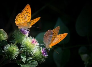 Jak zrobić masy plastyczne? Jak zrobić masy plastyczne?