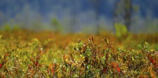 Jak zrobić Squishy z balona?