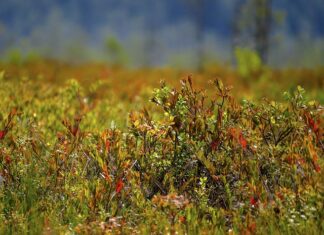 Jak zrobić Squishy z balona?