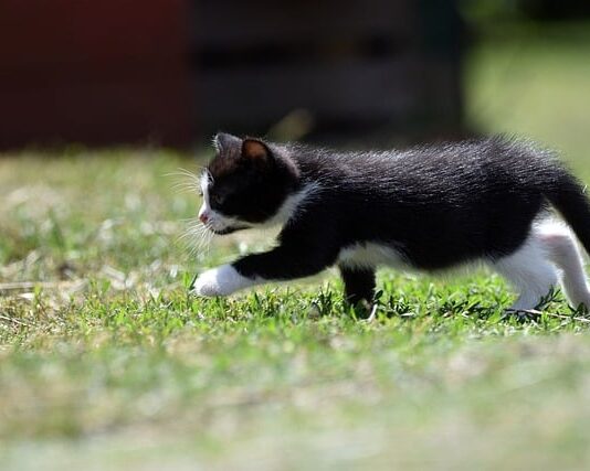 Jak rysują 4 latki?