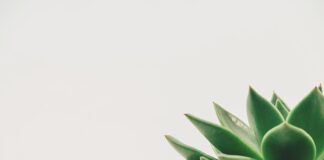 Jakie dekoracje na roczek?