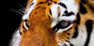 Jak oczyścić dziecku nos solą fizjologiczną?