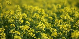 Co można użyć zamiast aktywator do slime?