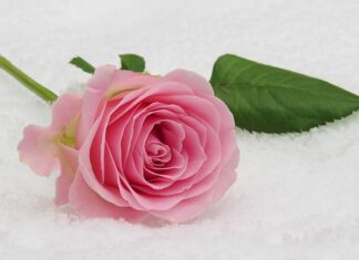 Czy na komunię trzeba gromnice?