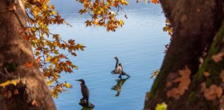 Ile kosztuje Alba do komunii?