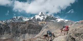 Jaka jest najnowsza lalka Barbie?