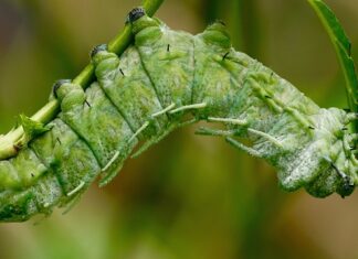 Po co jest Spinner? Po co jest Spinner?
