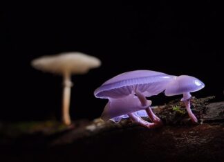 Jak się robi slime z kleju?