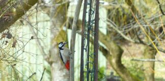 Jakie są dziedziny sztuk plastycznych?