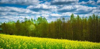 Gdzie na wycieczkę z przedszkolakami Podkarpacie?