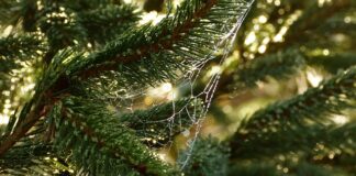 Ile helu potrzeba żeby unieść człowieka?