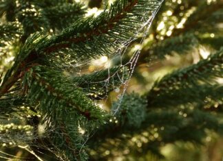 Ile helu potrzeba żeby unieść człowieka?