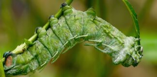 Ile kosztuje Spinner?