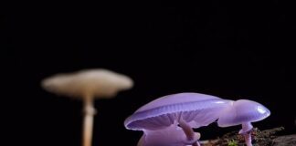 Jak zrobić slime Fluffy bez kleju?