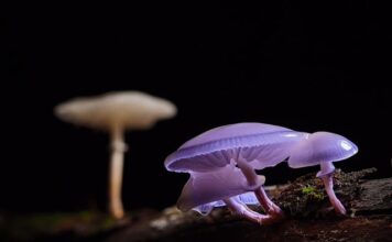 Jak zrobić slime Fluffy bez kleju?