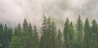 Od czego rośnie szczęka?