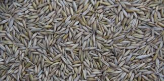 Kto produkuje lalkę Barbie?