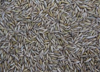 Kto produkuje lalkę Barbie?