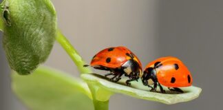 Czy w Biedronce są Funko Pop?