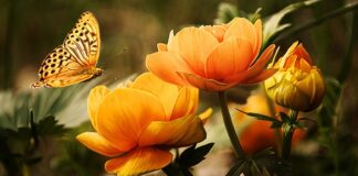 Jak zrobić płyn do mycia naczyń?