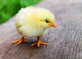 Jak zrobić kurczaka z rolki papieru?