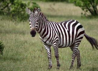 Jaki Nikon na początek?