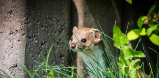 Czy Mustela to emolient?