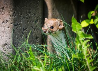 Czy Mustela to emolient? Czy Mustela to emolient?