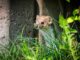 Czy Mustela to emolient? Czy Mustela to emolient?