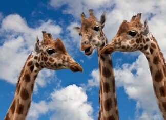 Co robić z dzieckiem w domu 100 pomysłów na zabawy?