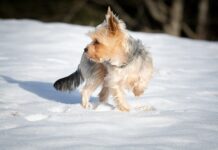 Ile razy dziennie czyścić nosek noworodka?