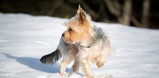 Ile razy dziennie czyścić nosek noworodka?