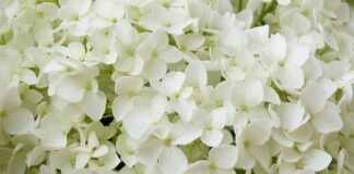 Czy Annabelle jest oparta na faktach?