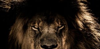 Jak zrobić lwa?