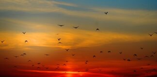 Ile kosztuje latający Spinner?