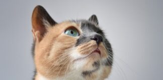 Czy perkal się gniecie?