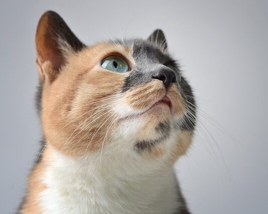 Czy perkal się gniecie?