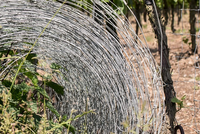 Co posadzić aby odgrodzić się od sąsiadów? Co posadzić aby odgrodzić się od sąsiadów?