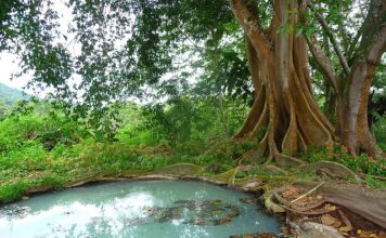 Jakie kręgi na szambo?