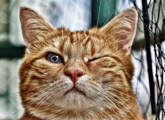 Czy trzeba napowietrzać oczko wodne? Czy trzeba napowietrzać oczko wodne?