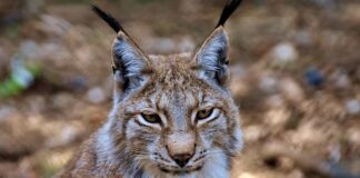 Jak usunąć głębokie rysy na plastiku?