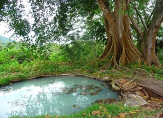 Jak wypompować gęste szambo?