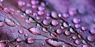 Jak przedłużyć Świeżość wody w basenie?